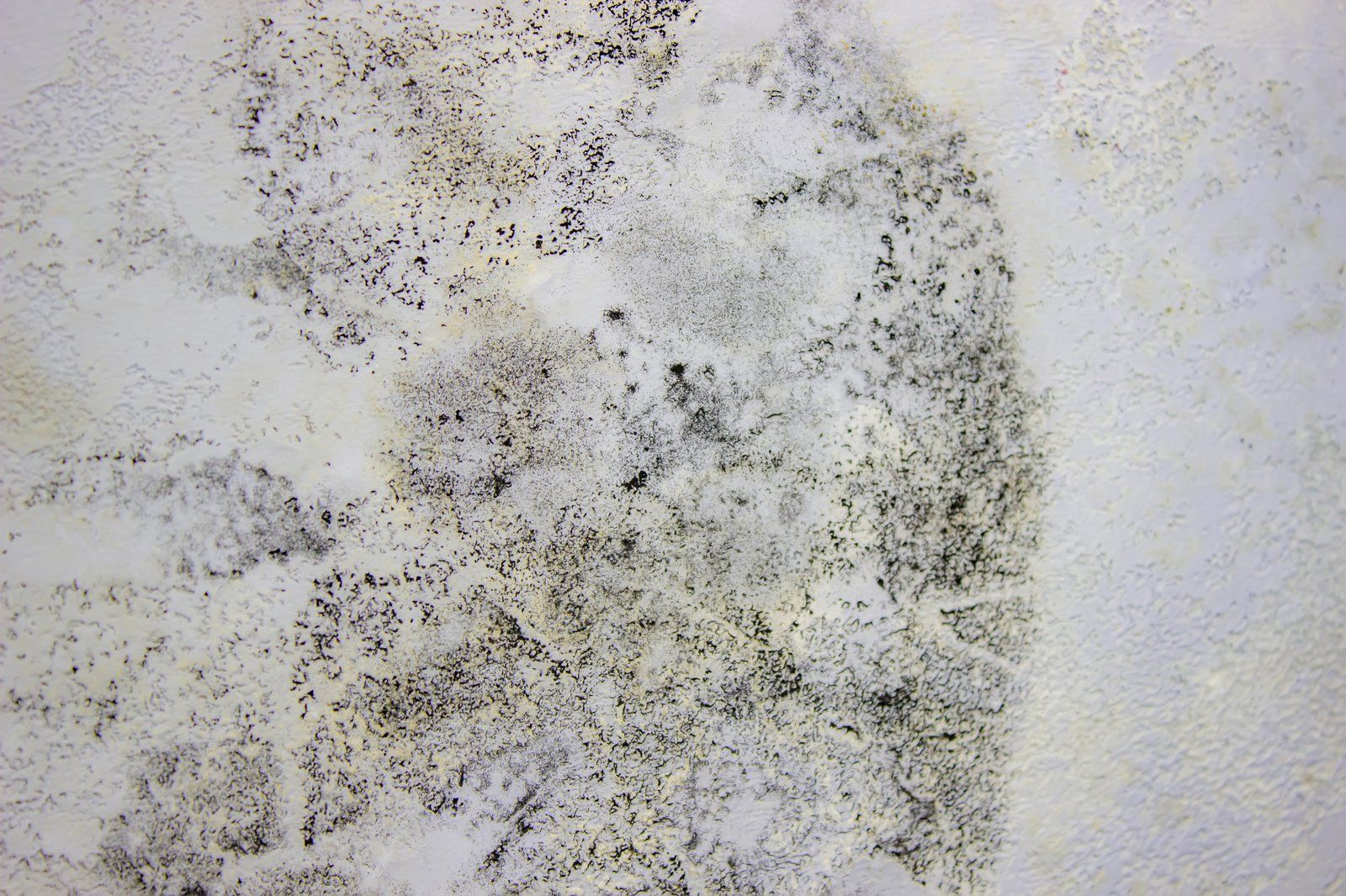 Carpet Cleaners Removing Black Mold From Wall Resized