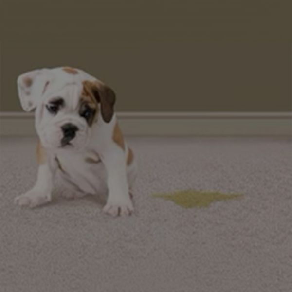 Pet Stain Odor Removal Service Image Icon