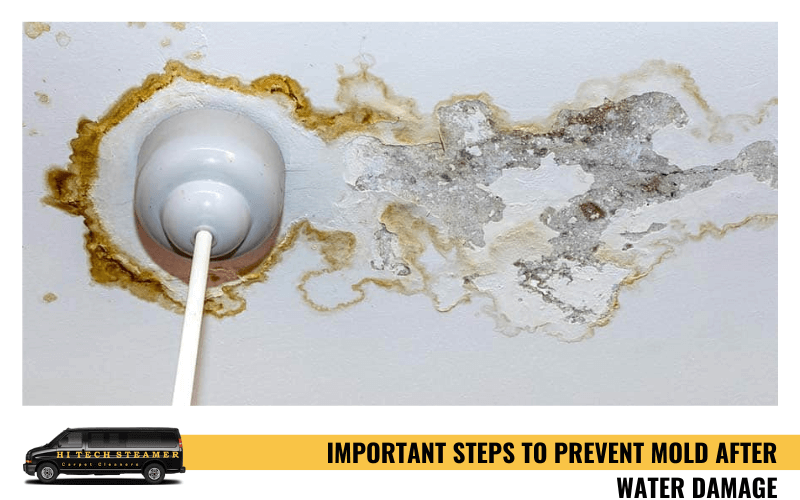 Important Steps To Prevent Mold after Water Damage