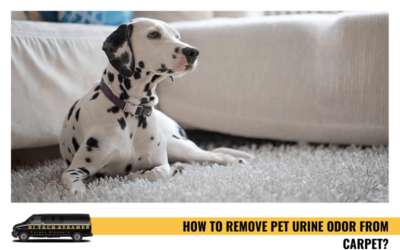 How To Remove Pet Urine Odor From Carpet?