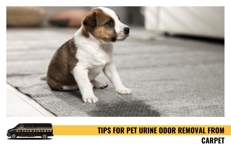 How To Remove Pet Urine Odor From Carpet